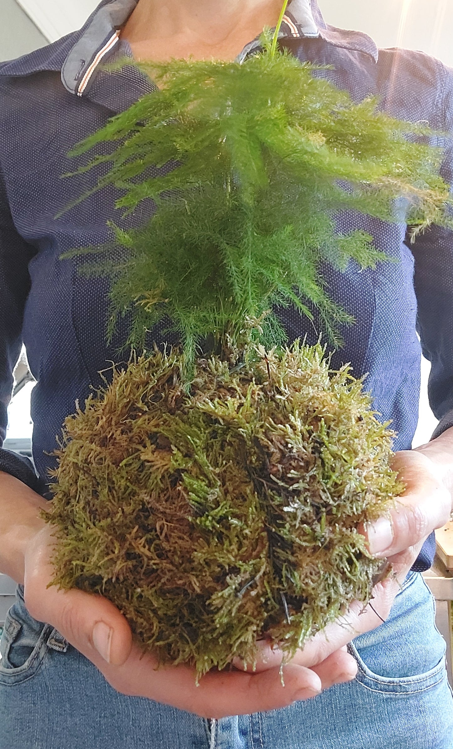 Kokedama