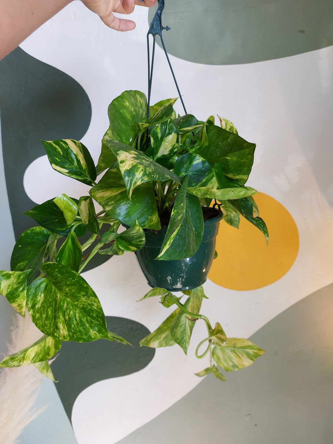 Bien-être au travail : Les bienfaits des plantes