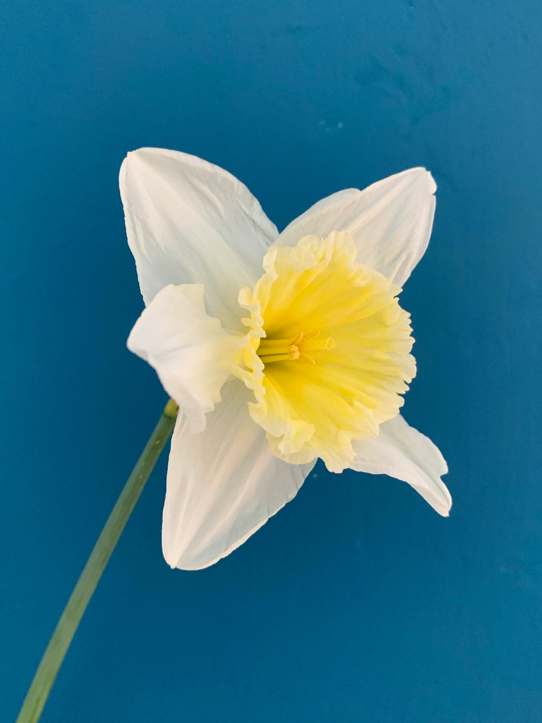 Le printemps et ses fleurs de saison