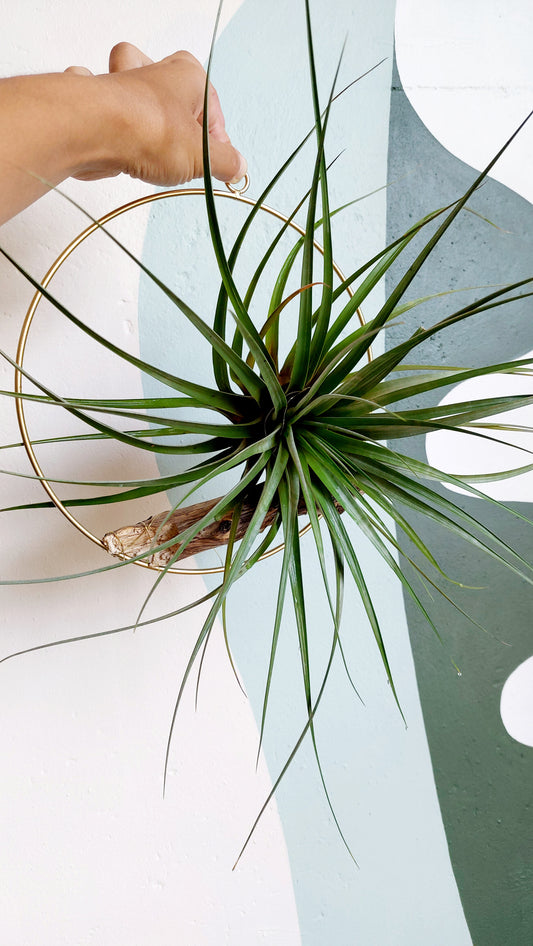 Tillandsia