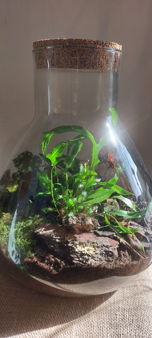 Terrarium