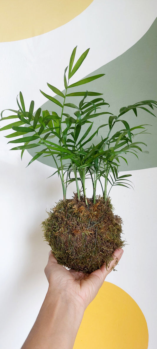 Kokedama